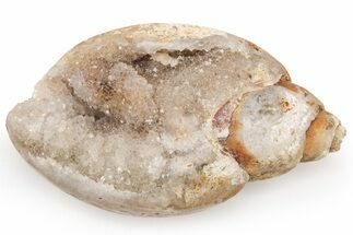 Chalcedony Replaced Gastropod With Sparkly Quartz - India #225562