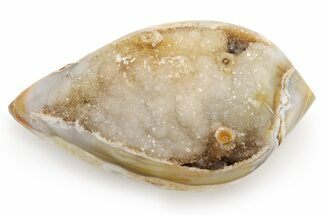 Chalcedony Replaced Gastropod With Sparkly Quartz - India #225566