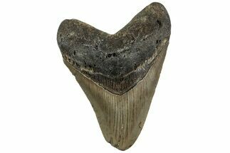 Fossil Megalodon Tooth - North Carolina #221898