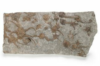 Plate Of Brittle Star & Carpoid Fossils - El Kaid Rami #225766