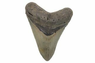 Serrated, Fossil Megalodon Tooth - North Carolina #221878