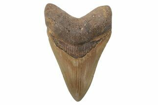 Fossil Megalodon Tooth - North Carolina #221885