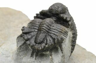 Rare Akantharges Trilobite - Tinejdad, Morocco #225848