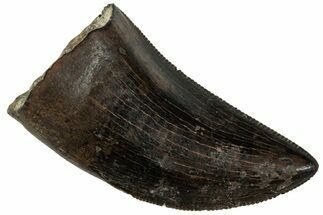 Serrated Tyrannosaur Tooth - Judith River Formation #225860
