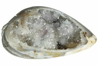 Chalcedony Replaced Gastropod With Sparkly Quartz - India #225650