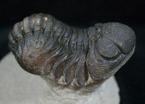 Large Bumpy Morocops Trilobite #13744