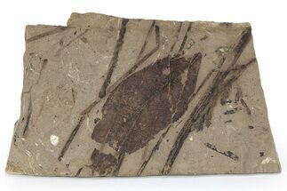 Fossil Leaf (Decodon?) - McAbee, BC #226047