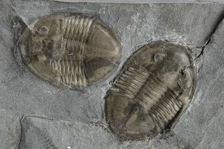 Pair Of Isoteloides Flexus Trilobites - Fillmore Formation, Utah #226178