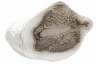 Exceptional, Polished, Striped Flint Section - Poland #193543