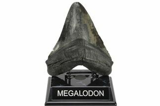 Fossil Megalodon Tooth - South Carolina #226646