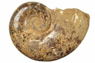 Jurassic Ammonite (Hemilytoceras) Fossil - Madagascar #226725