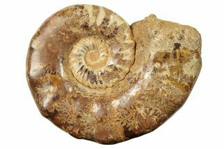Jurassic Ammonite (Euaspidoceras) Fossil - Madagascar #226732
