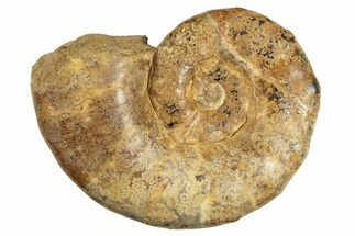 Jurassic Ammonite (Hemilytoceras) Fossil - Madagascar #226739