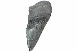 Partial Megalodon Tooth - South Carolina #226531