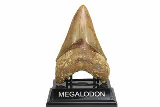 Serrated, Fossil Megalodon Tooth - Beautiful Indonesian Meg #226246