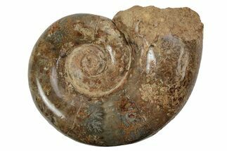 Jurassic Ammonite (Hemilytoceras) Fossil - Madagascar #226718