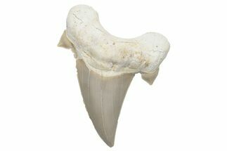 Fossil Shark Tooth (Otodus) - Morocco #226905