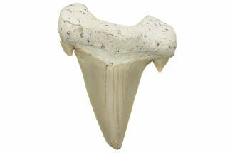 Fossil Shark Tooth (Otodus) - Morocco #226914