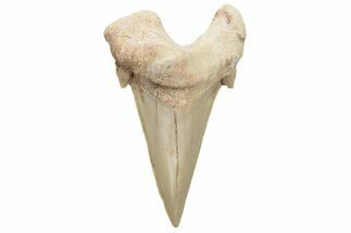 Fossil Shark Tooth (Otodus) - Morocco #226896