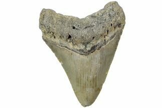 Fossil Megalodon Tooth - North Carolina #225800