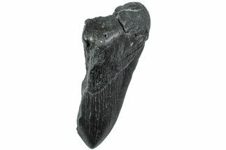 Partial Megalodon Tooth - South Carolina #226540
