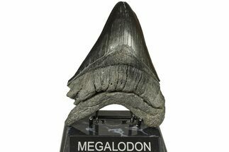 Huge, Fossil Megalodon Tooth - South Carolina #226443