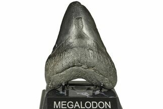 Fossil Megalodon Tooth - South Carolina #226450