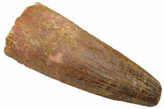 Fossil Spinosaurus Tooth - Real Dinosaur Tooth #226377