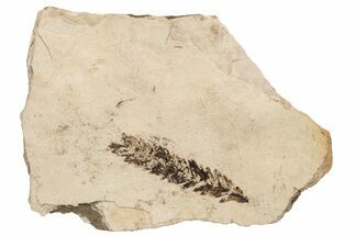 Fossil Leaf (Metasequoia) - McAbee, BC #226107