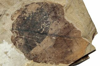 Fossil Leaf (Fagus) - McAbee, BC #226115
