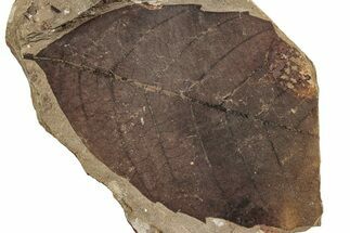 Fossil Leaf (Betula) - McAbee, BC #226130