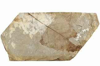Fossil Leaf (Betula) - McAbee, BC #226131