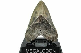 Serrated, Fossil Megalodon Tooth - North Carolina #226495
