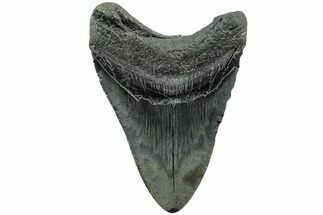 Fossil Megalodon Tooth - South Carolina #207957