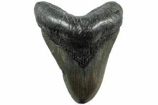Fossil Megalodon Tooth - South Carolina #207958
