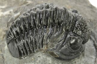 Detailed Gerastos Trilobite Fossil - Morocco #226631