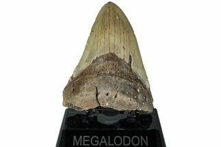 Fossil Megalodon Tooth - North Carolina #226501