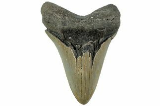 Serrated, Fossil Megalodon Tooth - North Carolina #226525