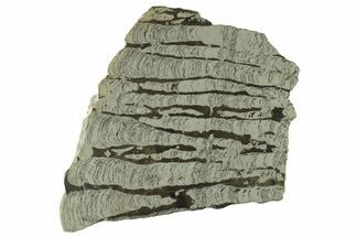 Polished Precambrian Stromatolite Slab - Siberia #227210