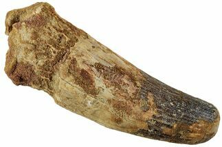 Fossil Spinosaurus Tooth - Massive Dinosaur Tooth #227270