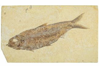 Detailed Fossil Fish (Knightia) - Wyoming #227433