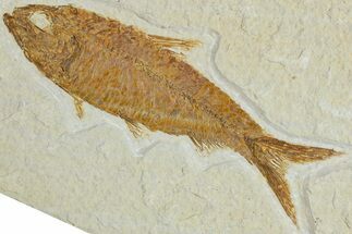 Detailed Fossil Fish (Knightia) - Wyoming #227448