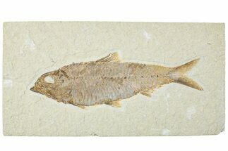 Detailed Fossil Fish (Knightia) - Wyoming #227429
