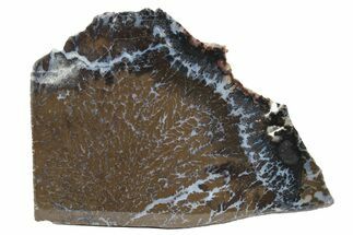 Polished Canadian River Plume Agate - Texas #227653