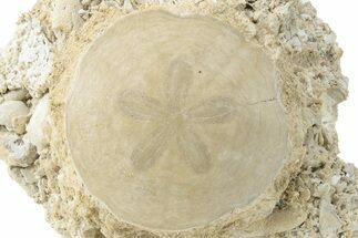 Fossil Sand Dollar (Scutella) - France #227712