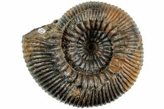 Stephanoceras Ammonite With Spines - Kirchberg, Switzerland #227348