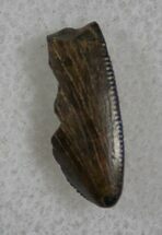 Tyrannosaur Tooth Tip - Montana #13863