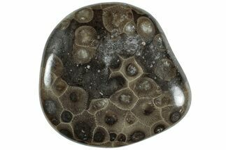 Polished Petoskey Stone (Fossil Coral) - Michigan #227520
