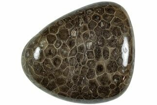 Polished Petoskey Stone (Fossil Coral) - Michigan #227536