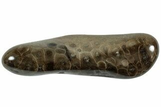 Polished Petoskey Stone (Fossil Coral) - Michigan #227541